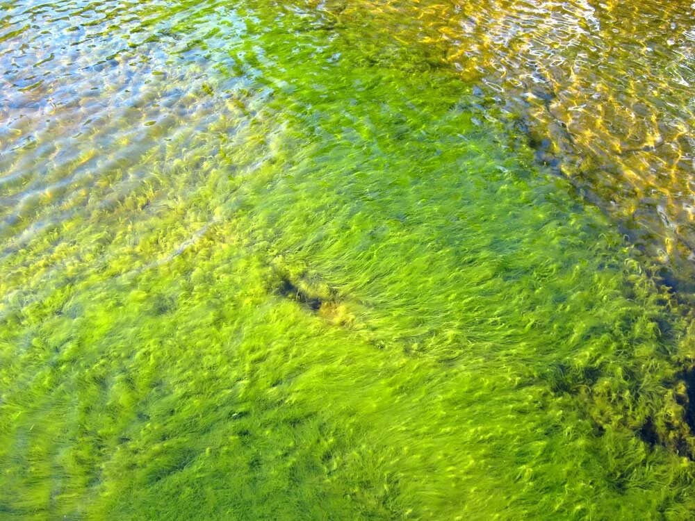 Условия цветения воды. Цветение воды в Ладожском озере. Цветущие озера водоросли. Цветение воды на Озерах. Зеленые водоросли в озере.