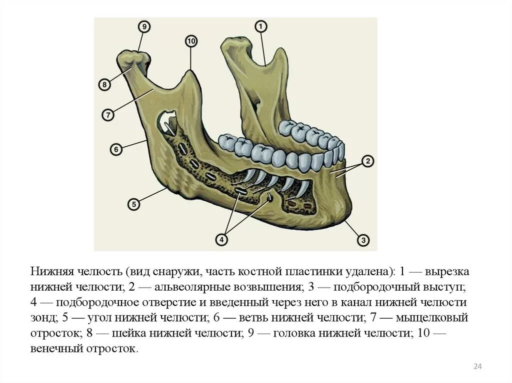 Нижняя челюсть вид справа и спереди. Альвеолярный отросток нижней челюсти анатомия. Отверстия нижней челюсти анатомия. Нижняя челюсть вид сбоку рисунок.