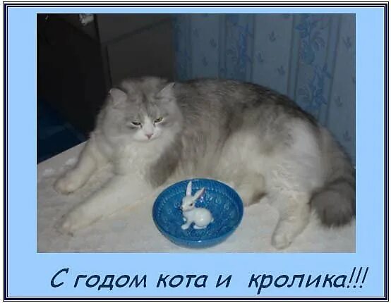 Родились в год кота. 2011 Год кота. Год кота и кролика. Год кота и кролика 2023. Следующий год кота.