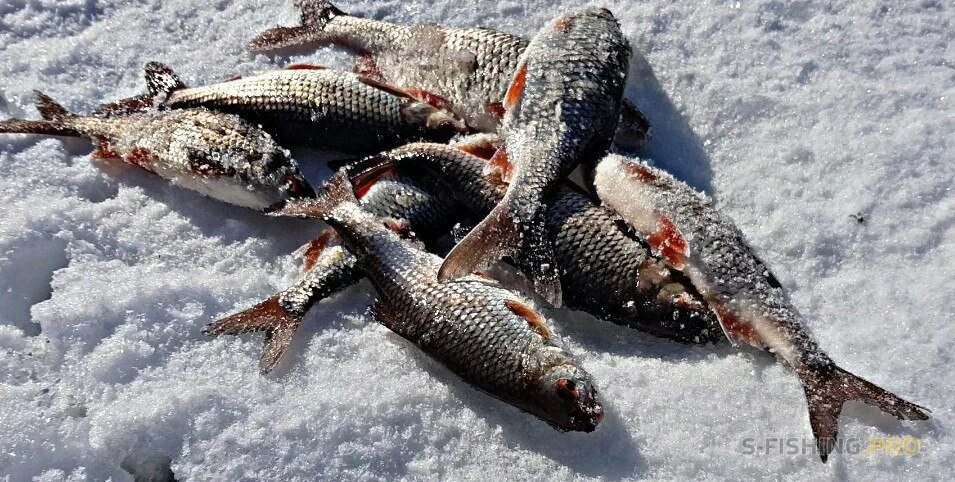 Закрытие зимней рыбалки. Зимняя рыбалка на Суре. Ростовское море зимняя рыбалка. Зимняя рыбалка в Самаре.