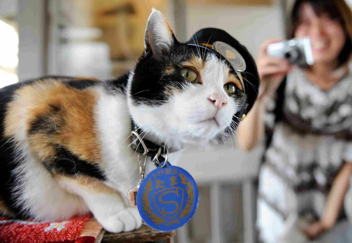Движение первых кот. Кошка начальник станции в Японии. Кот тама. Кошка тама смотрительница железнодорожной станции. Трёхцветная кошка Япония.