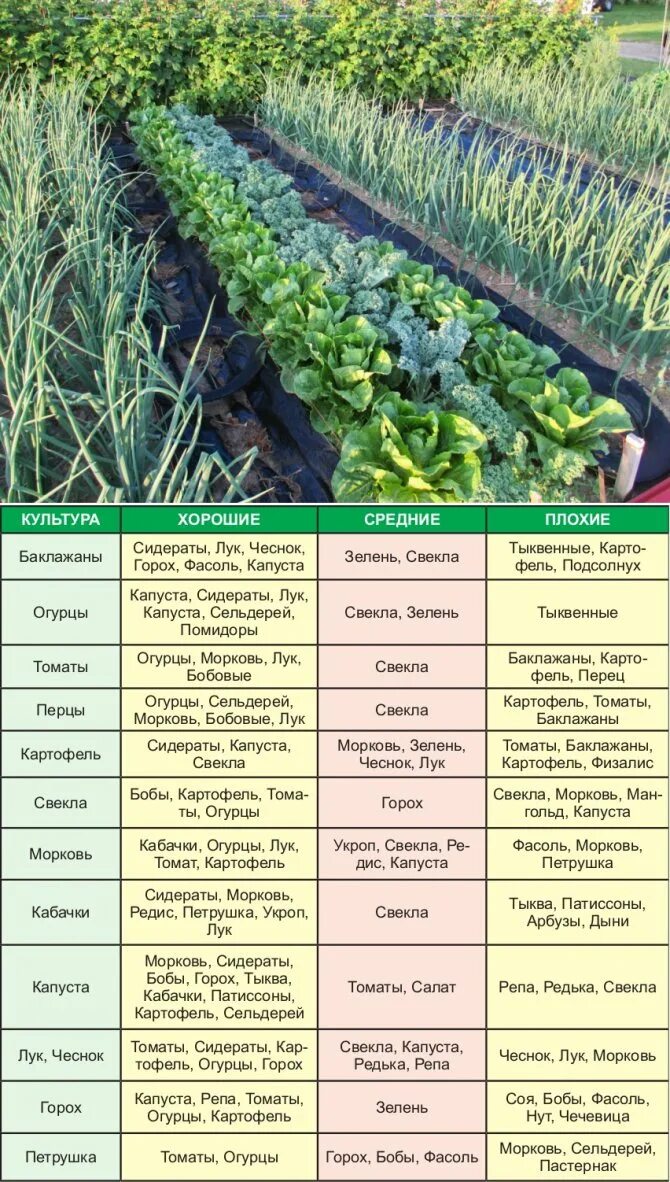 Какие овощи можно грядке. Схема посадки сидератов. Таблица сидератов для овощных культур. Соседство овощей на грядках. Совместимость посевов на грядке.