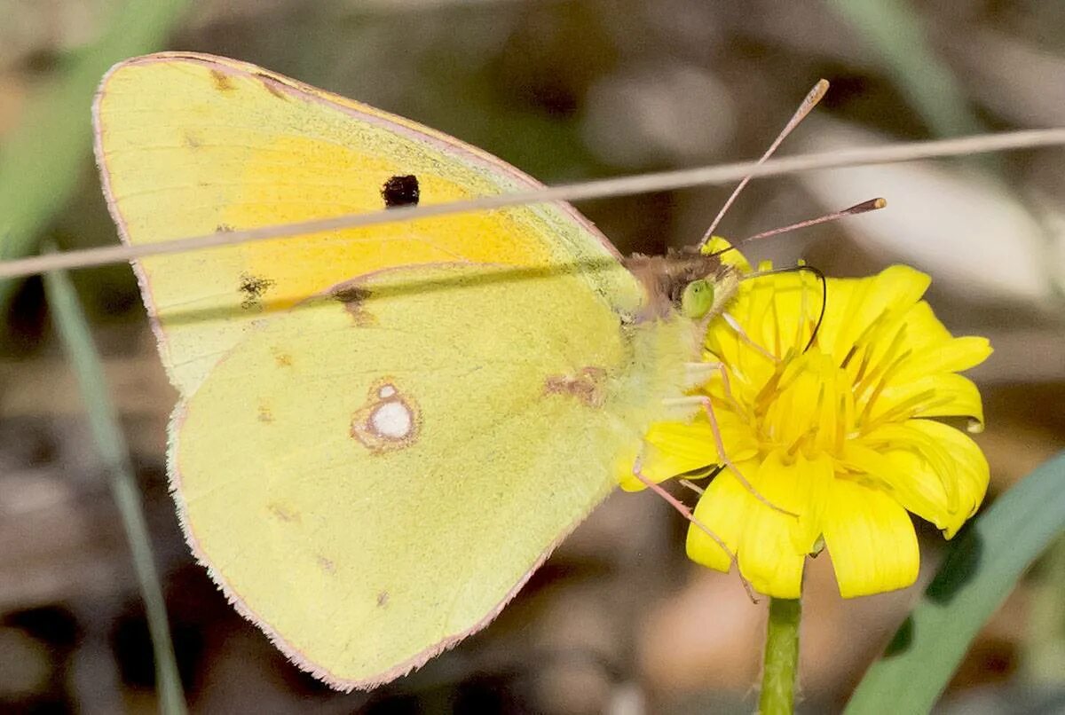 Желтушка Луговая бабочка. Бабочки лимонница и желтушка. Желтушка COLIAS. Бабочка лимонница. Крапивница желтушка