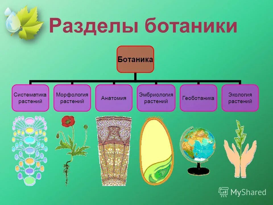 Какая область биологии изучает растения. Биология наука о растениях. Ботаника разделы биологии. Ботаника систематика растений.