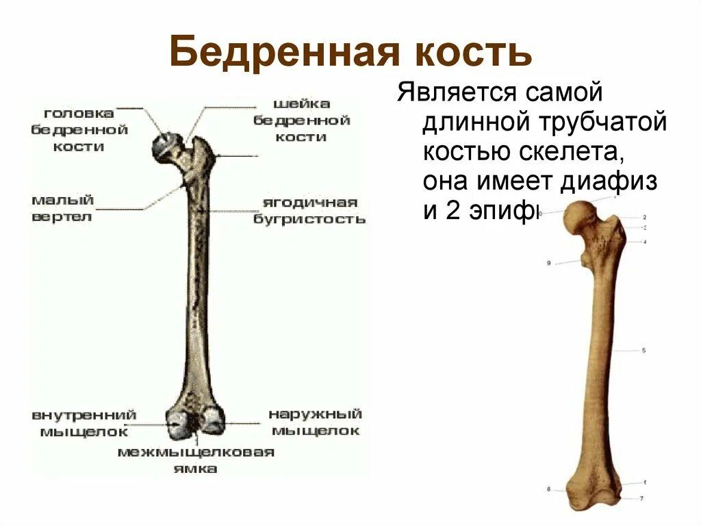 Кость где бедро. Бедренная кость анатомия строение. Структурой дистального эпифиза бедренной кости является. Функции головки бедренной кости. Костная структура головки бедренной кости.