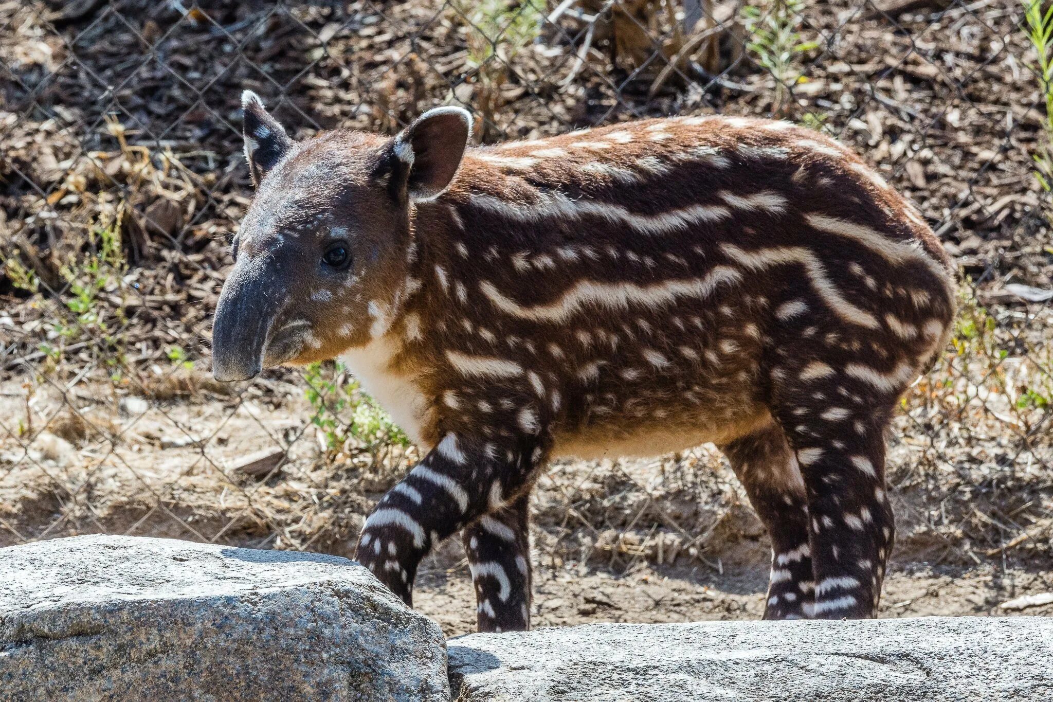 Интересные животные америки. Центральноамериканский тапир (Tapirus bairdii). Тапировые непарнокопытные. Горный тапир. Центральноамериканскийтапиир.