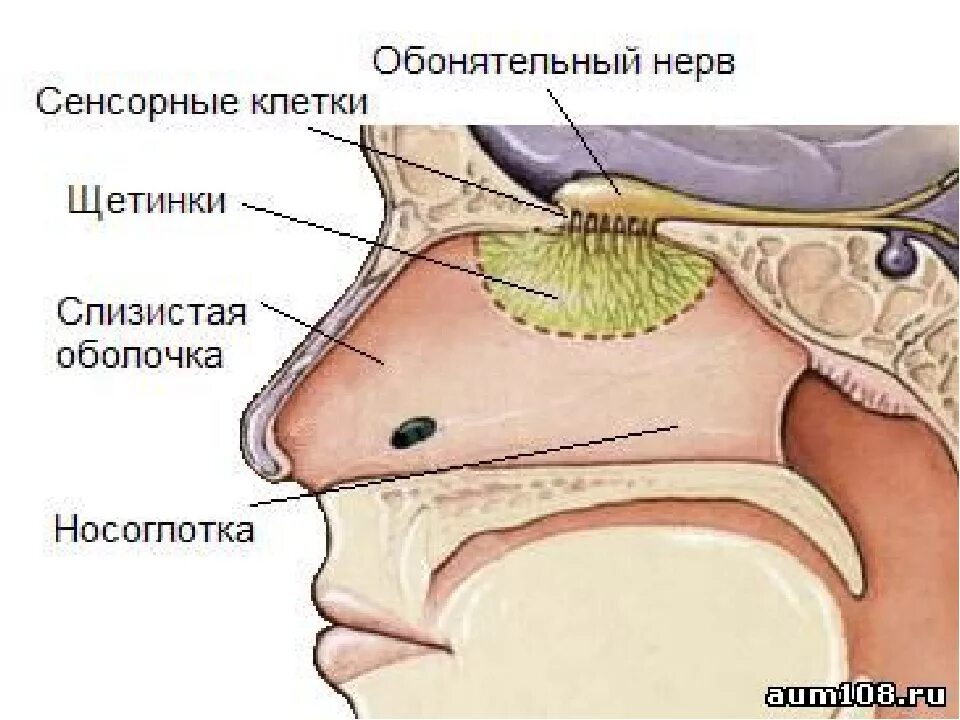 Дышишь но не чувствуешь запахов. Орган обоняния анатомия строение. Строение органа обоняния. Нос орган. Строение органа обоняния человека схема.