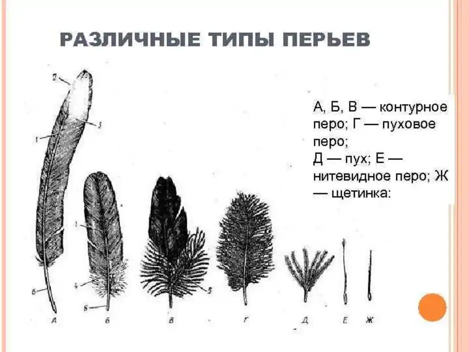 Сравнение контурного и пухового пера размеры. Типы перьев. Перья различных типов. Различные виды перьев. Типы перьев у птиц.