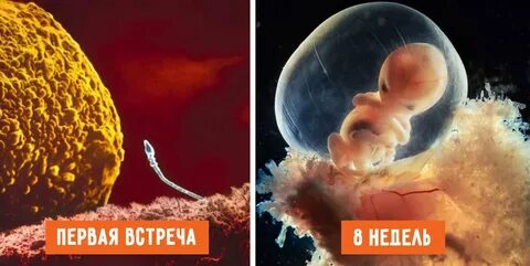 Зарождение эмбриона