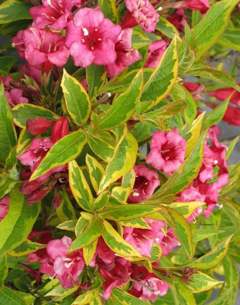 Вейгела nana purpurea. Вейгела цветущая nana variegata. Вейгела букет роуз. Вейгела летом. Вейгела цветущая марджори.