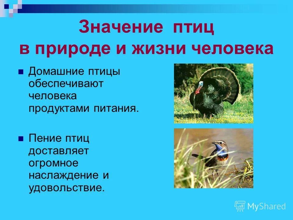 значение птиц для человека. значение птиц. птицы в жизни человека и природы. птицы для презентации. значение птиц в природе и жизни человека.