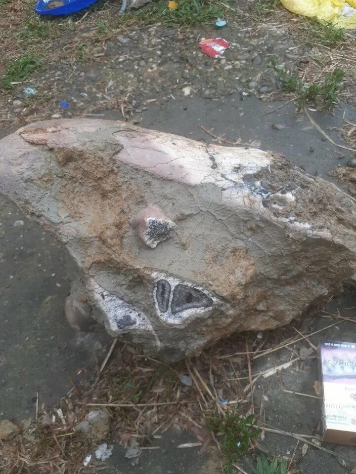 Нашелся белый кот. Белей найдено. Находка которой 3. Найдена белая лайка. Найдена белая кошка москва.