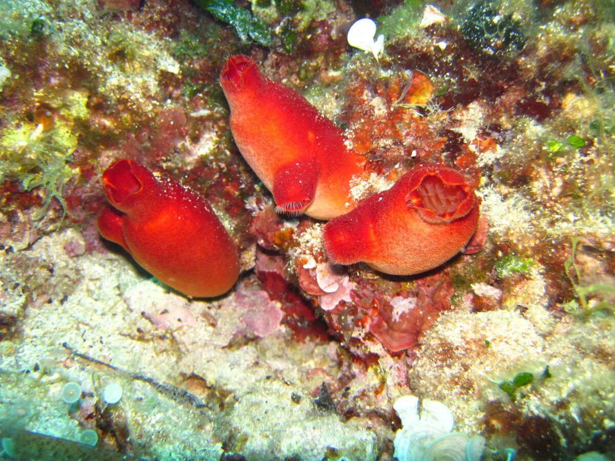 Образ жизни асцидии. Асцидия пурпурная. асцидия морской помидор. морские асцидии. халоцинтия пурпурная.