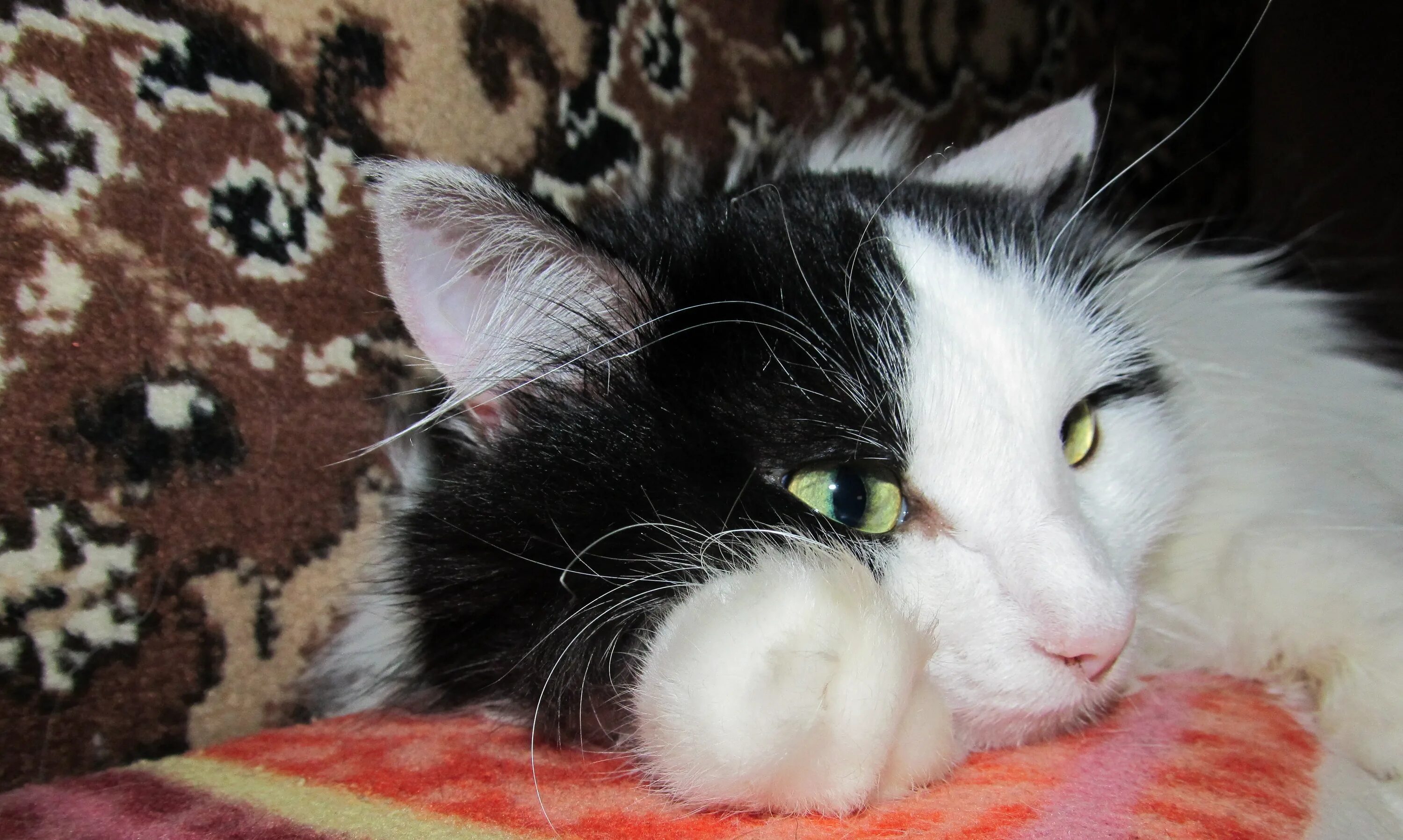 Призраки котов. Приведение в реальной жизни. Кот привидение. Коты со светящимися глазами. Может ли умерший вселиться в кошку.