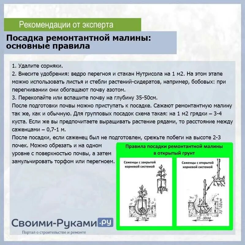 Как правильно посадить ремонтантную малину. Схемы подкормка ремонтантной малины. Схема удобрения ремонтантной малины. Схема ухода за ремонтантной малиной. Схема плсадкималины ремонтантной.