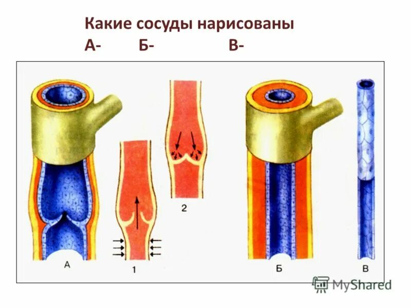 Строение вены рисунок