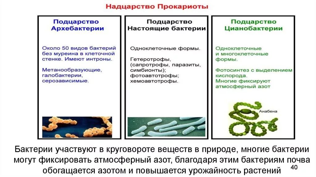 Подцарство бактерии архебактерии. Надцарство прокариоты. Надцарства бактерии. Особенность надцарства прокариот. Бактерии доядерные организмы общая характеристика бактерий