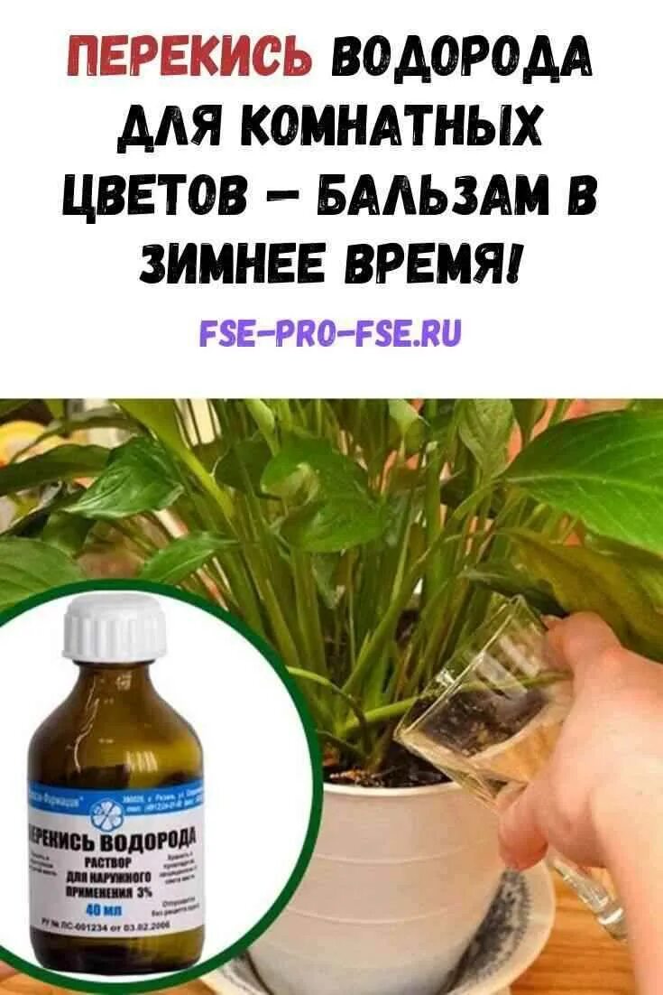 Как поливать цветы перекисью водорода