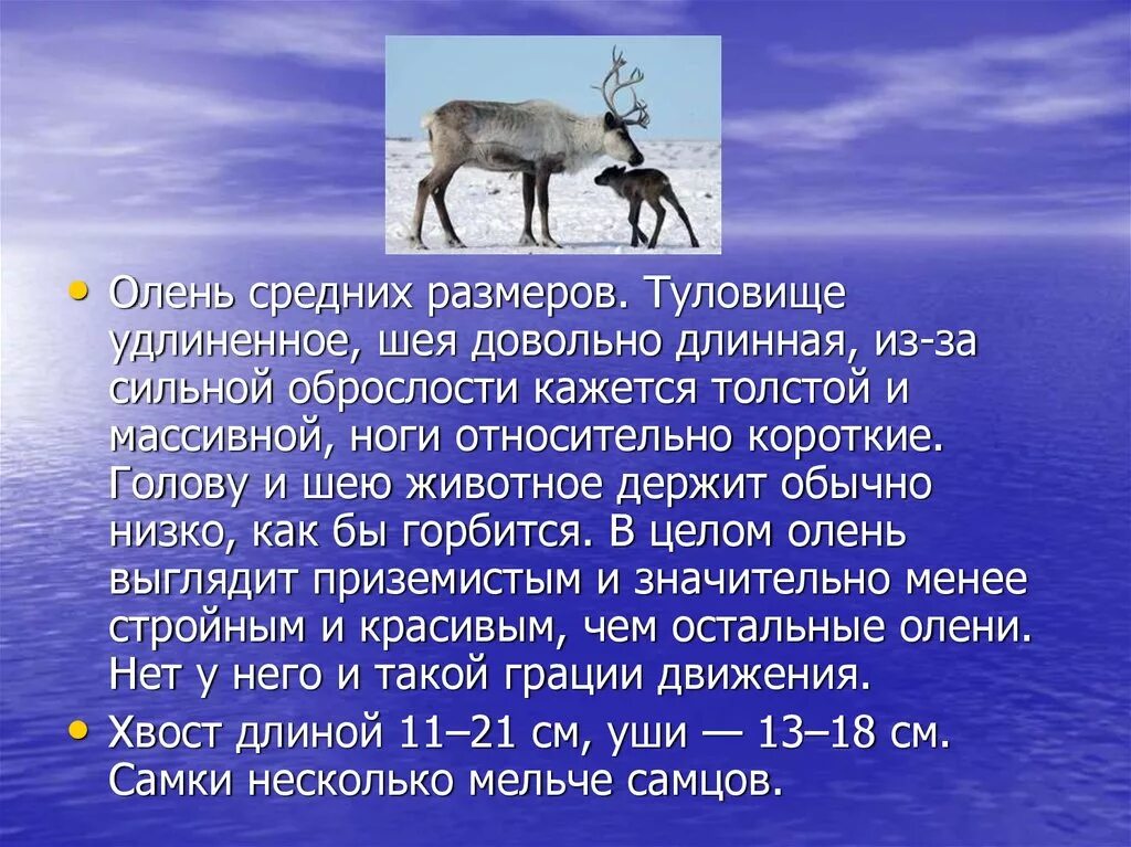 Научный текст про оленя. Северный олень презентация. Северный олень размер средний. Текст Северный олень. Северный олень Размеры.