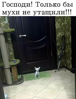 Двери муха