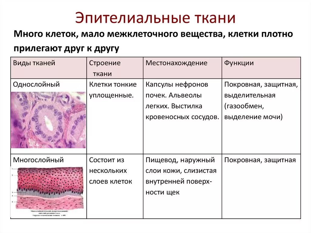 Местоположение клетки