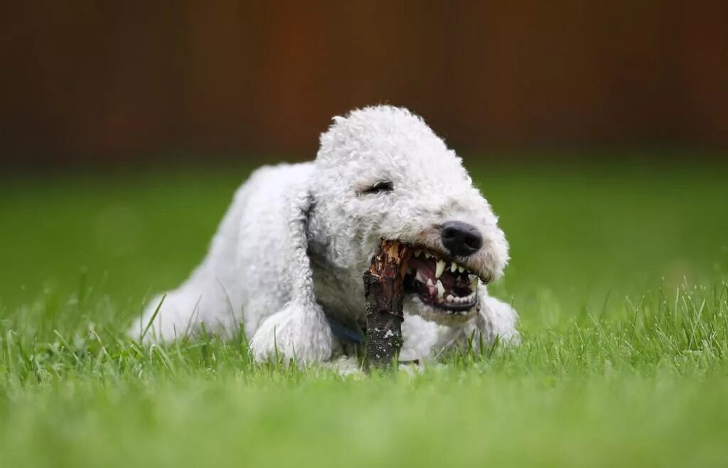 бедлингтон терьер заросший. бедлингтон-терьер. пес барашек. барашек и щенок. бедлингтон-терьер (ротбери-терьер).