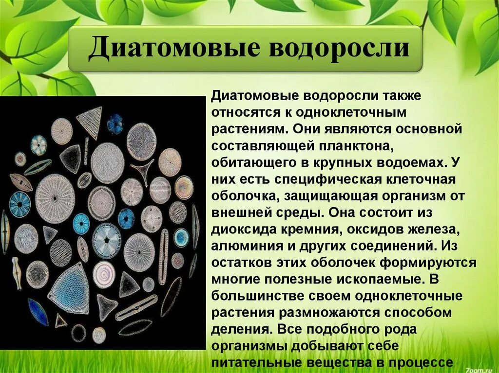 Какие водоросли являются одноклеточными. Диатомовые водоросли. Диатомовые одноклеточные водоросли. Диатомовые водоросли характеристика. Отдел диатомовые водоросли.