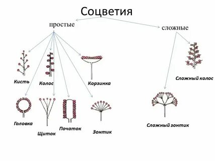 3 соцветия простые и сложные