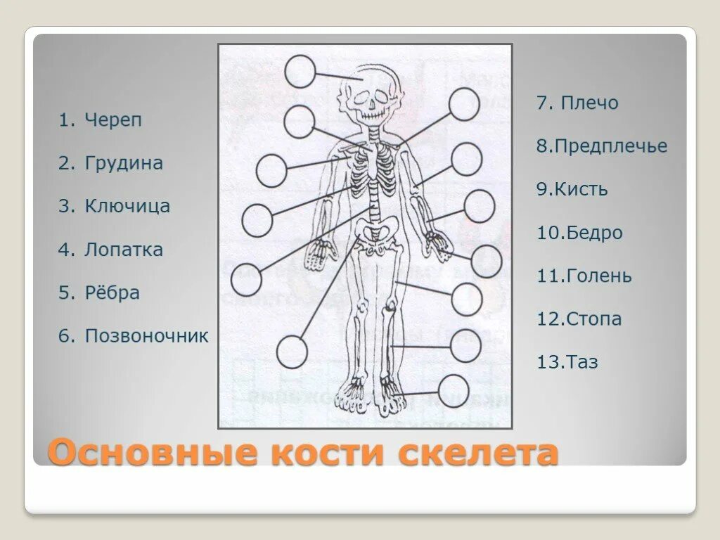 Строение человека части тела. Строение ЧТЕЛО человек. Тело человека органы предплечье. Внешнее и внутреннее строение человека.