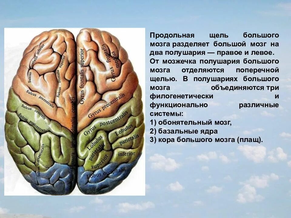 Полушария большого мозга соединены. Продольная щель головного мозга. Структуры левого полушария головного мозга. Большие полушария головного мозга левое и правое. Продольная и поперечная щель большого мозга.