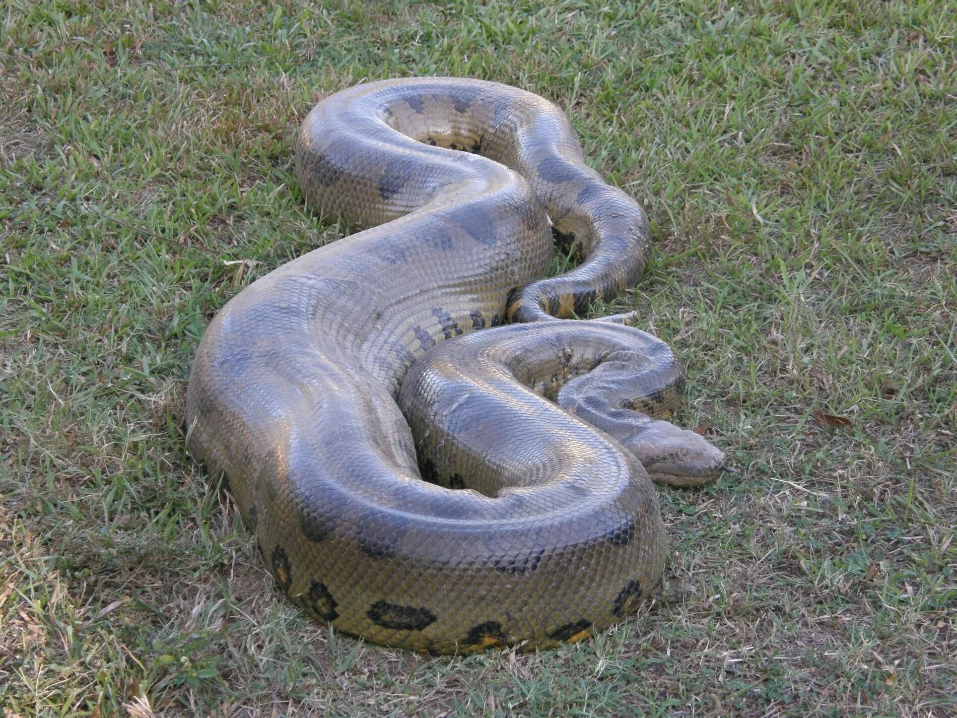 Snakes are longer. Анаконда змея. Водяной удав Анаконда. Ядовитая змея Анаконда. Змея Анаконда гигантская.