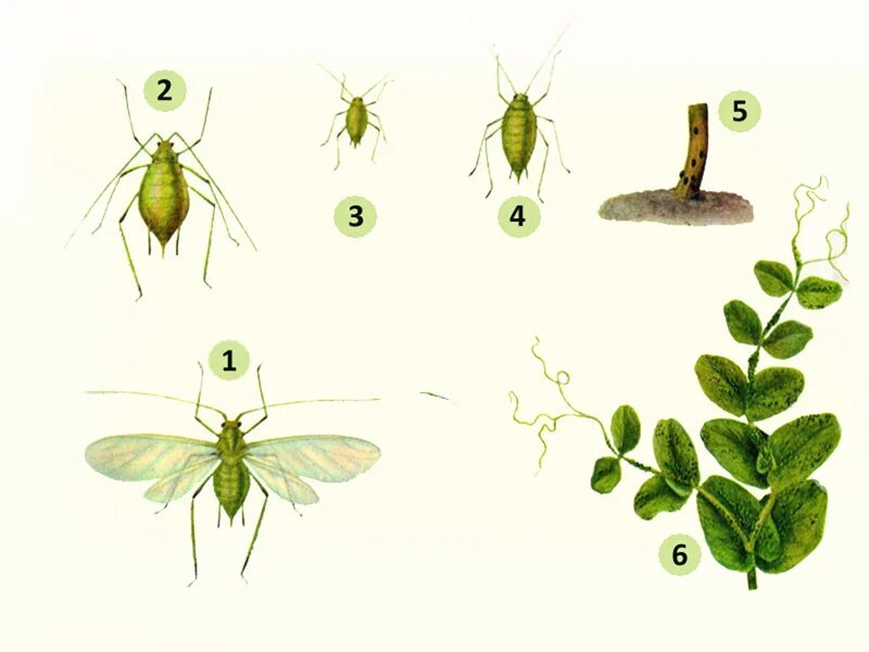 Тля садовая тип развития. Тля Гороховая (Acyrthosiphon Pisum. Стадии развития тли. Жизненный цикл тли схема. Размножение равнокрылых.