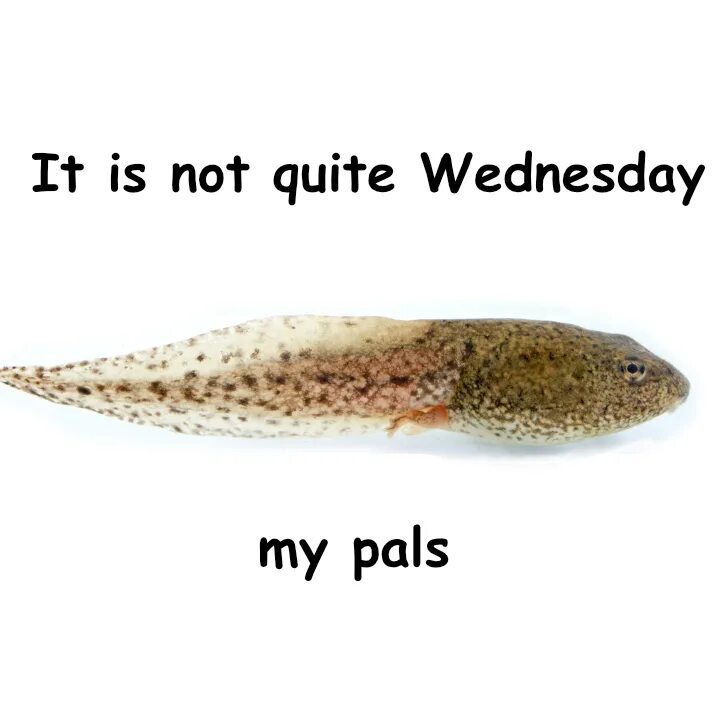 Wednesday Мем. Жаба Wednesday. It's Wednesday my dudes. Its Wednesday my dudes Мем. It was quite late