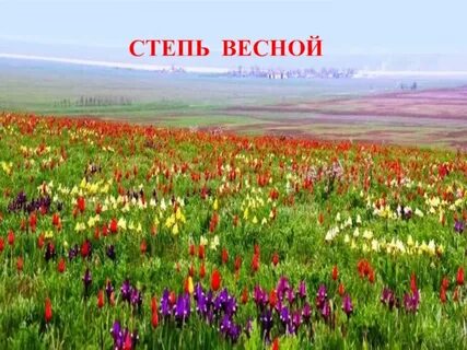 Что такое степь 4 класс