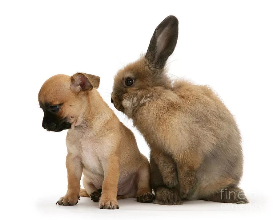 Корги рыжий. Как питомцы выглядят разных стран. Два похожих животных. Собаки похожие на других животных. Собаки близнецы.