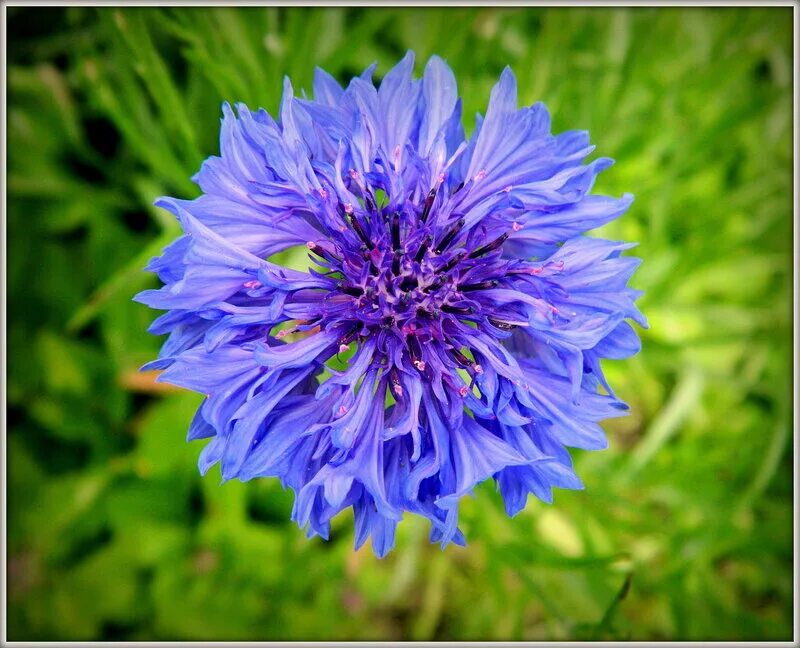 работает василек. работает василек. василёк centaurea. василёк придунайский. василёк синий centaurea montana.