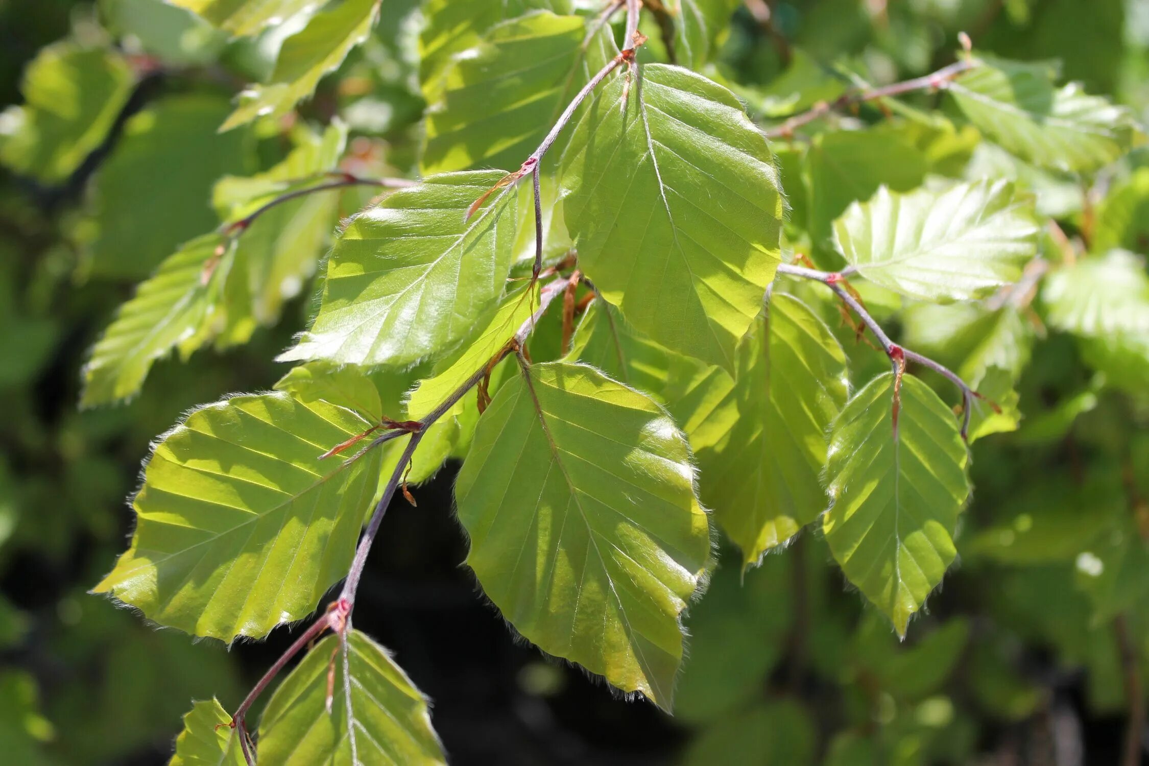 Дерево бук фото и описание. Бук Fagus. Бук крупнолистный. Бук дерево.