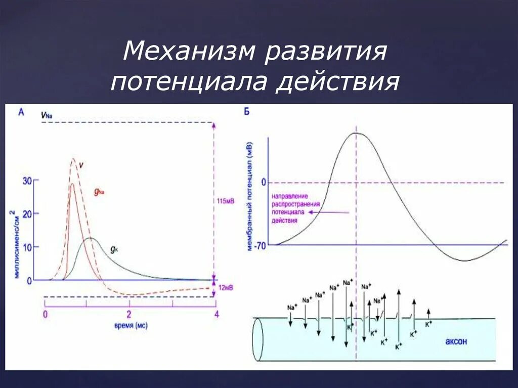 Механизм формирования мембранного потенциала действия. Механизм формирования потенциала действия и потенциала покоя. График развития потенциала действия потенциал действия. Фазы возникновения потенциала действия.