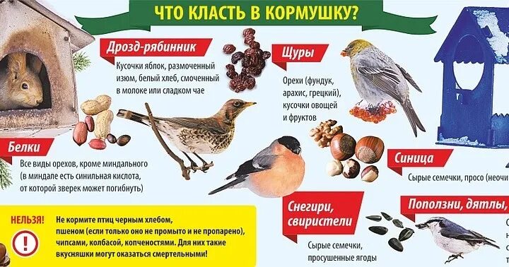 Какую крупу можно птичкам в кормушку. Что класть в кормушку. что положить в кормушку для птиц. что класть в кормушку для птиц. чего класть в кормушку.