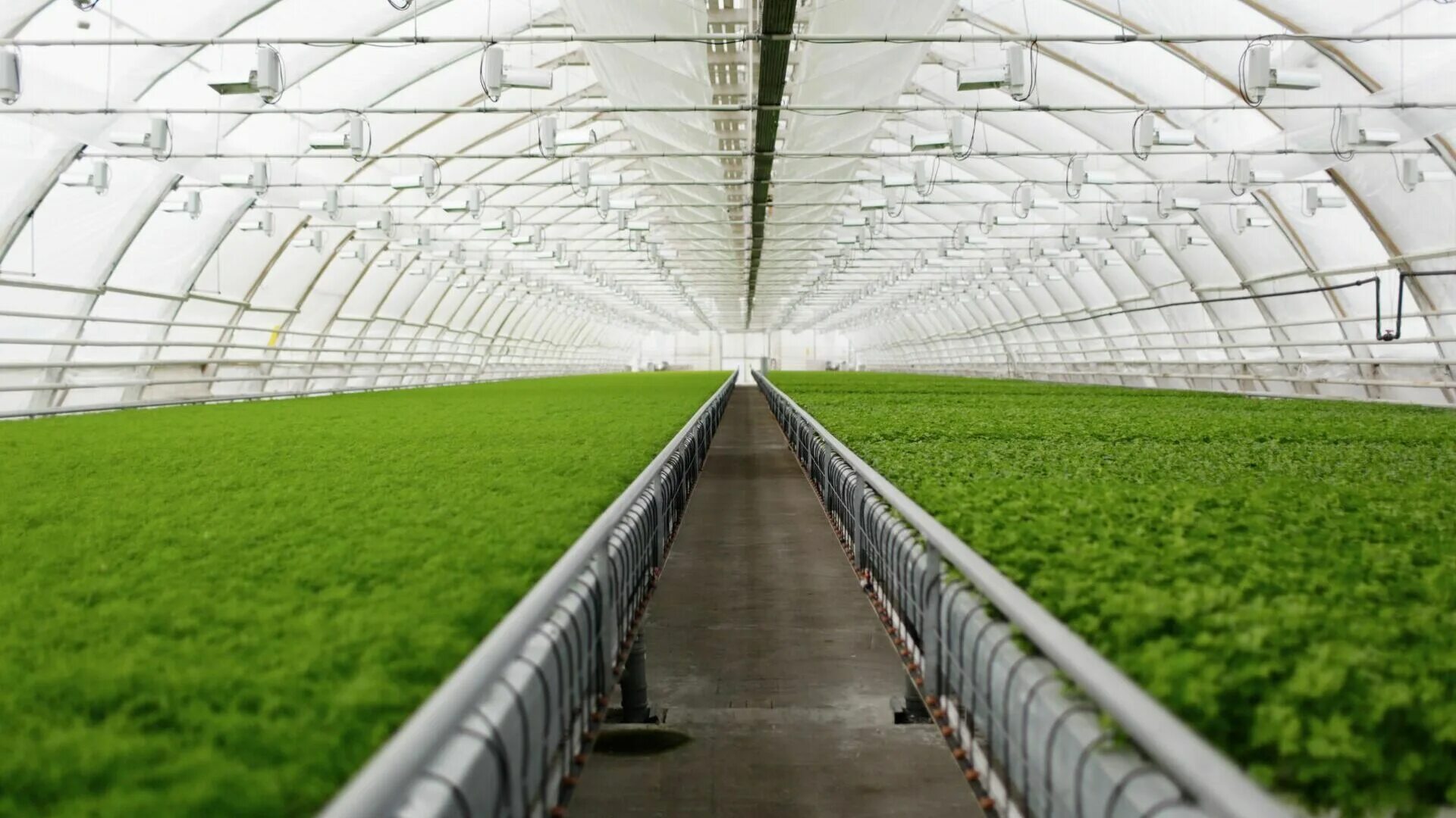 Овощеводство центры. Теплица для зелени. Тепличный комплекс. Зелень в теплице. Фитотронно-тепличный комплекс.