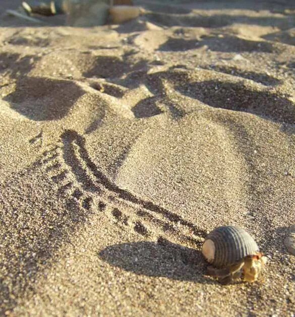 Шаров след в след. Следы на песке. След змеи на песке. Из песка на море. Надпись из камней на море.