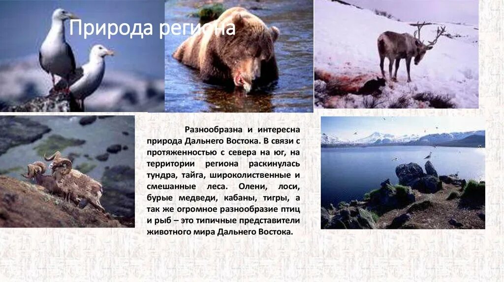 Дальний восток особенности природно ресурсного потенциала. Сообщение о Дальнем востоке. Информация о природе дальнего Востока. Особенности природы дальнего Востока. Интересные факты о Дальнем востоке.