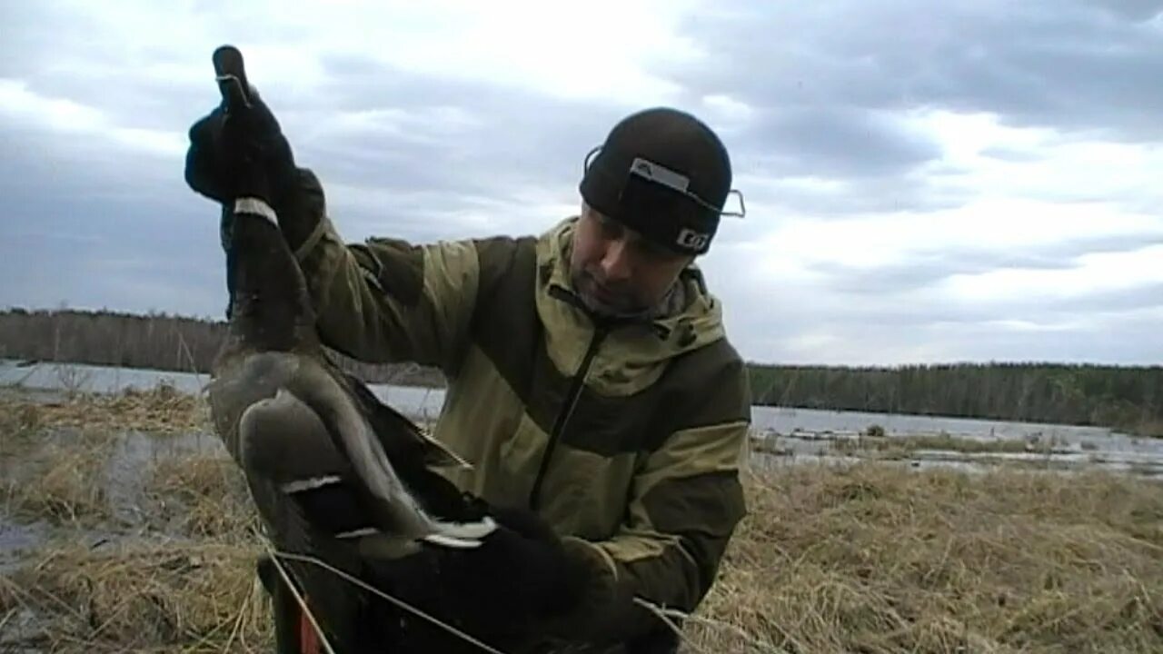 Охота с подсадной уткой видео. Весенняя охота на селезня с живой подсадной. Весенняя охота с подсадной уткой на селезня 2021. Охота на селезня весной с подсадной видео.