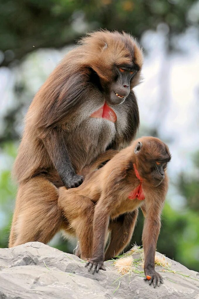 Маймун горилла. Самка бабуина. Смешные обезьяны. Обезьяны спариваются.