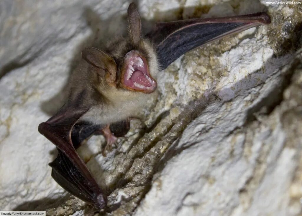 There are various myths surrounding bats those