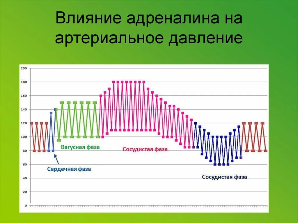 Давление при выбросе адреналина. Влияние адреналина на артериальное давление. Влияние эпинефрина на артериальное давление. Влияние адреналина на ад. Влияние адреналина на артериальное давление фазы.