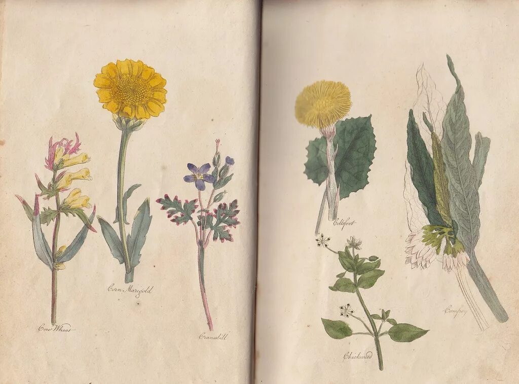 Populus nigra ботаника. Отдавал ботанике. Гербарий в детском саду из лекарственных растений. Шиповник иглистый плоды. Гербарий лекарственных растений.