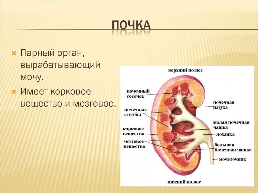 Орган вырабатывающий. Название парных органов. Какой орган вырабатывает мочу. 3 парных органах