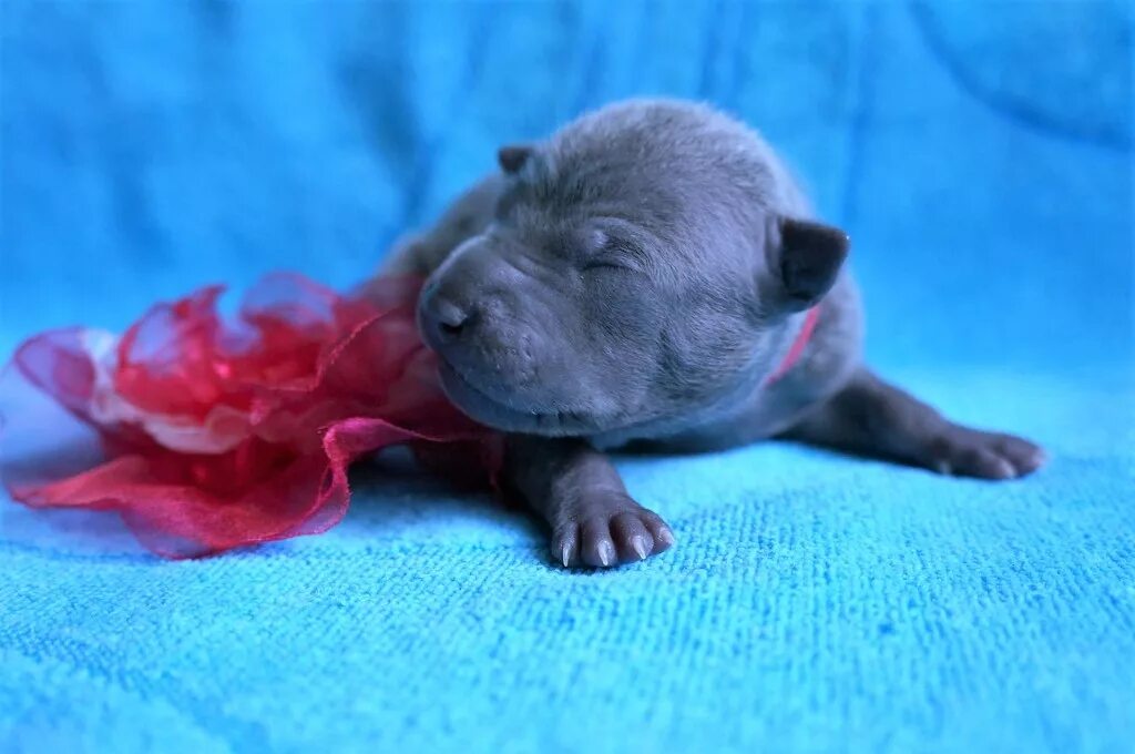 энтин «голубой щенок». почему щенок голубой. голубые собаки в дзержинске. синие собаки в дзержинске. город дзержинск синие собаки.