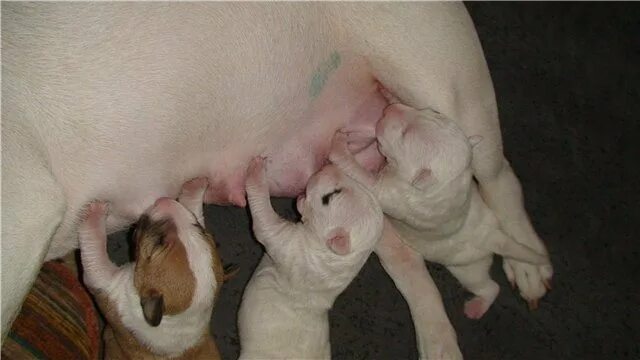 Когда у собаки появляется молоко. Живот у беременных собак. Пиотравматический дерматит. Бутылочки для новорожденных щенков. Когда у собаки появляется молоко.
